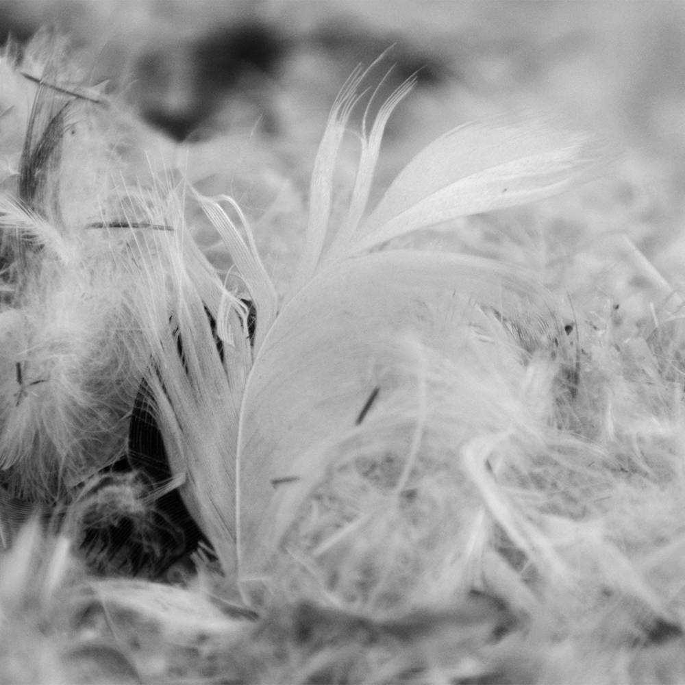 Höyhensekoitteesta lähikuva